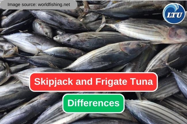 A Guide to Distinguishing Skipjack and Frigate Tuna